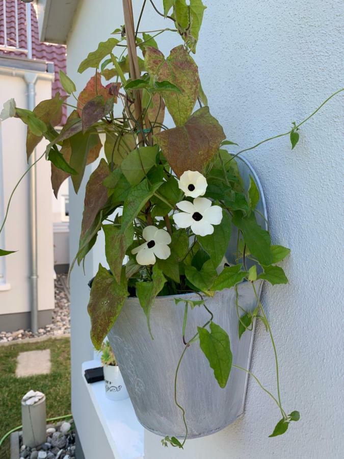 Ferienwohnung Haus Vicus Greifswald Exterior foto